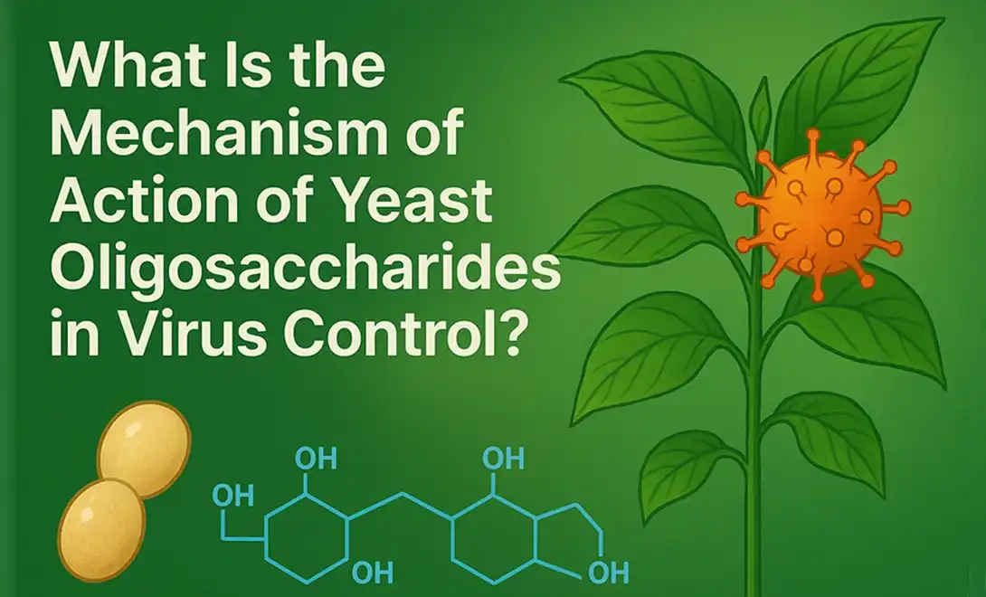 What is the mechanism of action of yeast oligosaccharides in virus control？